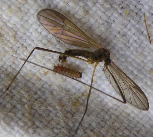 Ormosia sp.